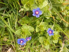 Lysimachia arvensis image