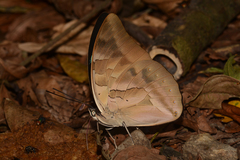 Archaeoprepona demophon