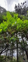 Pera arborea
