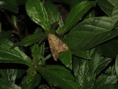 Tiracola aureata