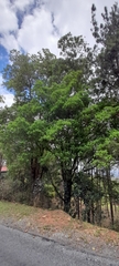 Pera arborea