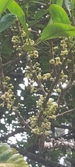 Pera arborea
