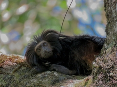 Leontopithecus chrysopygus