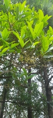 Pera arborea
