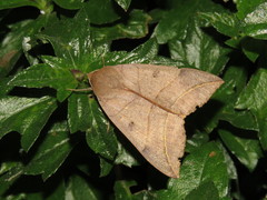 Thyas juno