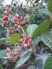 Anacardium