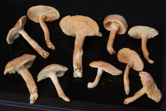 Hydnum oregonense