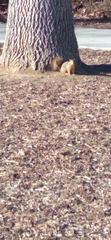 Sciurus niger