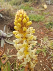 Orobanche minor