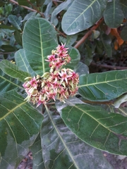 Anacardium