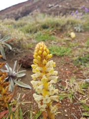 Orobanche minor