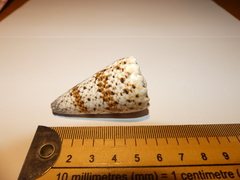 Conus imperialis