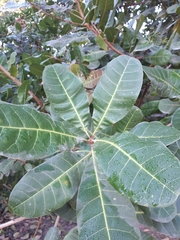 Anacardium