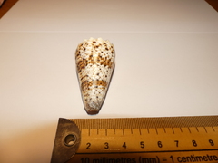 Conus imperialis