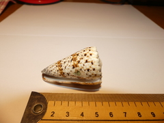 Conus imperialis
