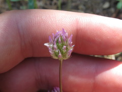 Trifolium ciliolatum