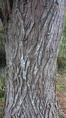 Image of Populus yunnanensis by (c) Svend Hansen, some rights reserved (CC BY)
