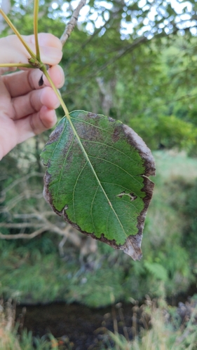 Image of Populus yunnanensis by (c) Svend Hansen, some rights reserved (CC BY)