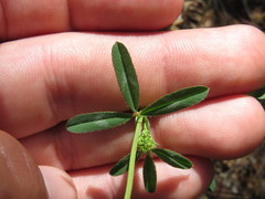 Trifolium ciliolatum