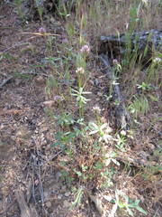 Trifolium ciliolatum