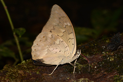 Archaeoprepona demophoon