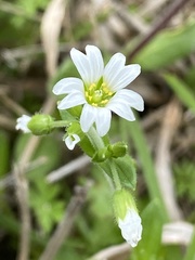 Cerastium brachypodum