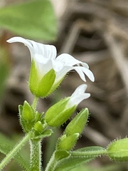 Cerastium brachypodum