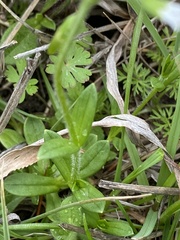 Cerastium brachypodum