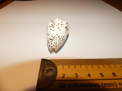 Conus pulicarius