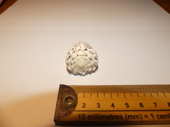 Conus pulicarius