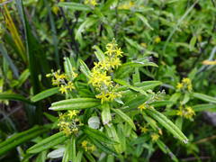 Corokia buddleioides