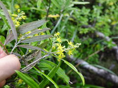 Corokia buddleioides