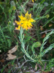 Genista tournefortii