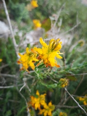 Genista tournefortii
