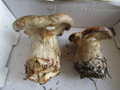 Clitopaxillus alexandri