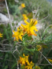 Genista tournefortii