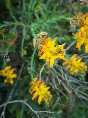 Genista tournefortii