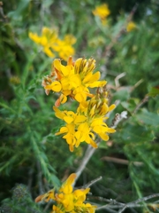 Genista tournefortii