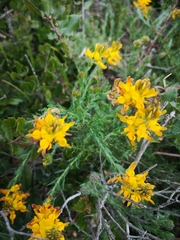 Genista tournefortii