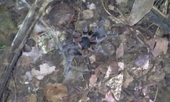 Cyrtopholis portoricae