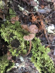 Micromphale arbuticola