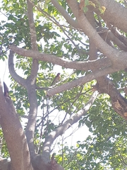 Haemorhous mexicanus