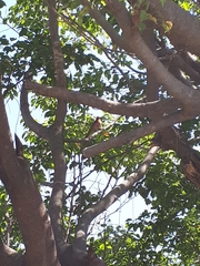 Haemorhous mexicanus