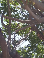 Haemorhous mexicanus