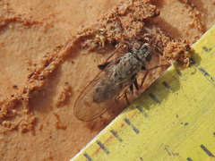 Lispocephala alma