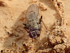 Lispocephala alma