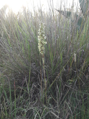 Dichromanthus michuacanus