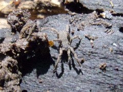 Anelasmocephalus cambridgei