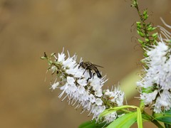 Orthoprosopa bilineata