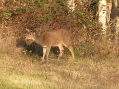 Odocoileus hemionus columbianus